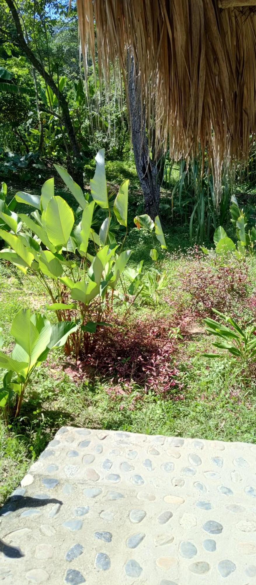 Hostal Zirumake Dentro Del Parque Tayrona El Zaino Extérieur photo